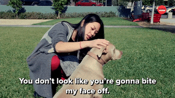 Serious Dogs GIF by BuzzFeed