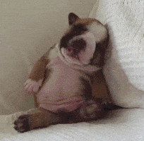 bulldog puppy GIF