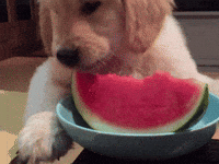 black guy eating watermelon gif
