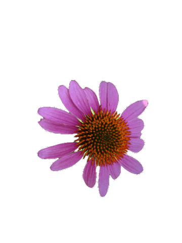 Sticker by Rookery Flowers