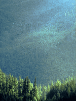 forest GIF