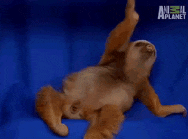 Fall Sloth GIF
