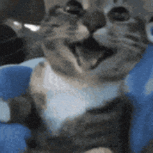 Happy Cat GIF