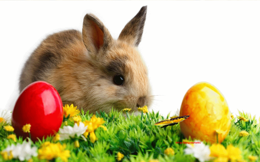 Easter Bunny GIF - Find & Share on GIPHY