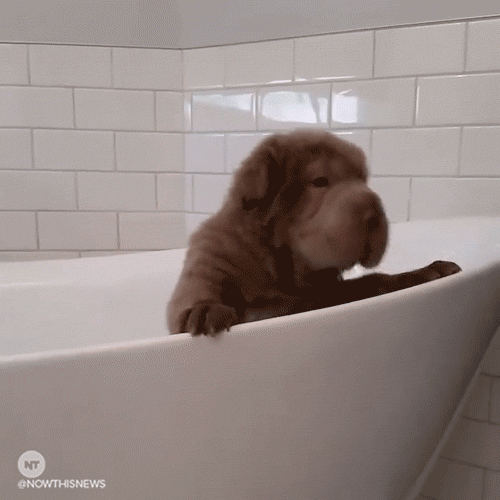 now this news puppy GIF