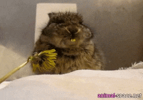 hamster flor GIF