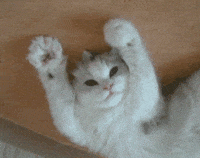 Discord-cat GIFs - Get the best GIF on GIPHY