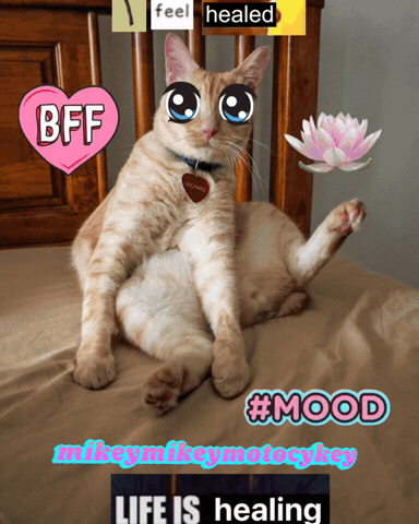 Healing Funny Cat GIF