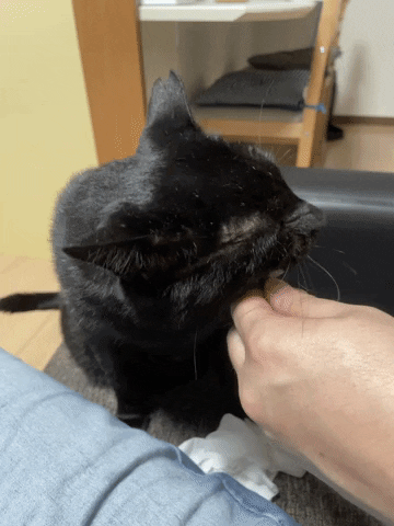 https://media1.giphy.com/media/NiHhHL7D5oAoJ6peYW/giphy.gif?cid=5e214886c4ee9eac850d22e8979f6ed325077a191ded6055&rid=giphy.gif&ct=g
