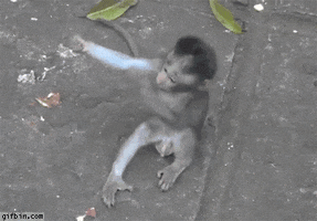 hugs monkeys GIF by Cheezburger