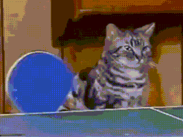 Cat Pong GIF