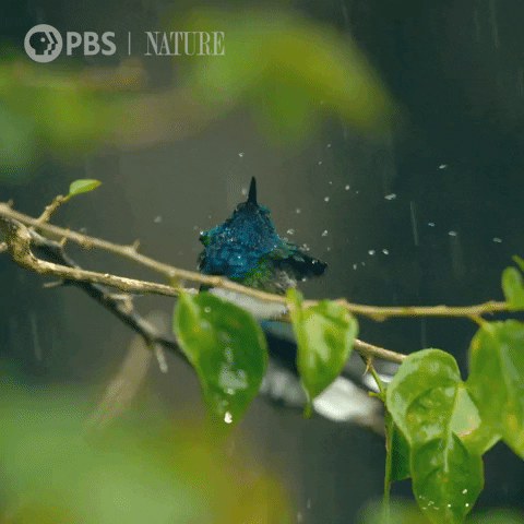 Dry Off Pbs Nature GIF by Nature on PBS