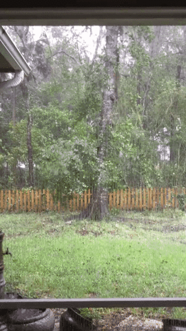 vs tree GIF