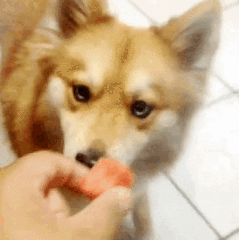 cihancimen  GIF