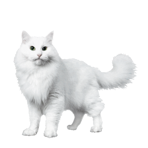 White Cat Sticker by Nature's Protection