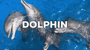 TheDolphinCompany GIF