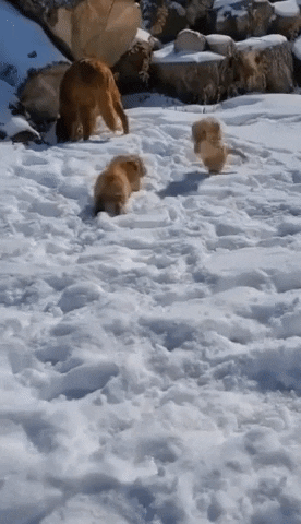 First Snow Dog GIF by Storyful