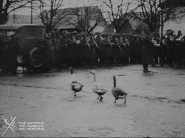 NationalWWIMuseum black and white band military ducks GIF