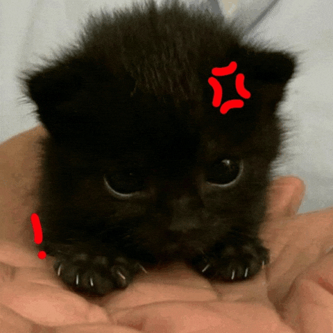 Cat C GIF