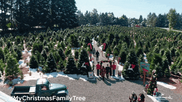 Tree Hallmarkies GIF by Hallmark Channel