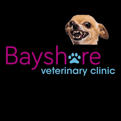 Bayshore Veterinary Clinic GIF