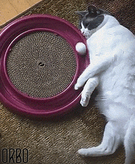RÃ©sultat de recherche d'images pour "perfect loop cat gif"