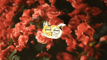 trash_cats_tv cat flowers roses stop motion animation GIF