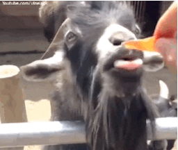 Goat Licking GIF - Find & Share on GIPHY