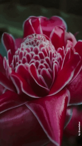 saollebar flower aesthetic background tropical GIF