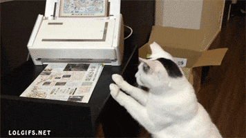 cat fax GIF