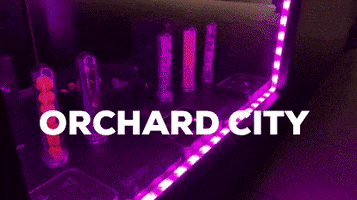 Lights Dice GIF by Orchard City Games