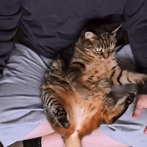 Cat Smh GIF