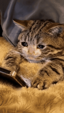 Sad GIF