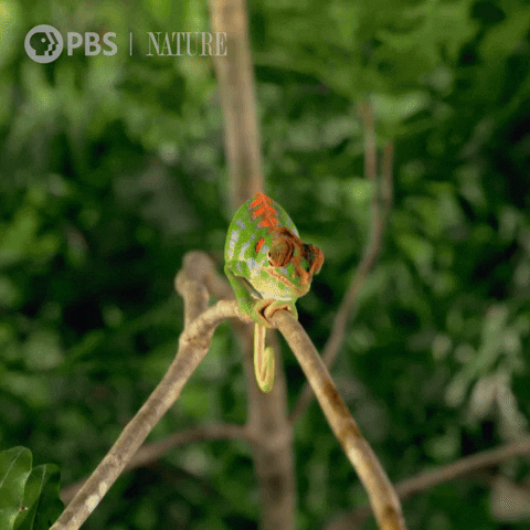 Zoom In Bbc GIF by Nature on PBS