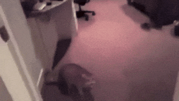 Cat GIF