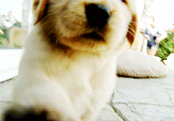 Stumbling Tag PrimoGIF Stumbling Tag PrimoGIF