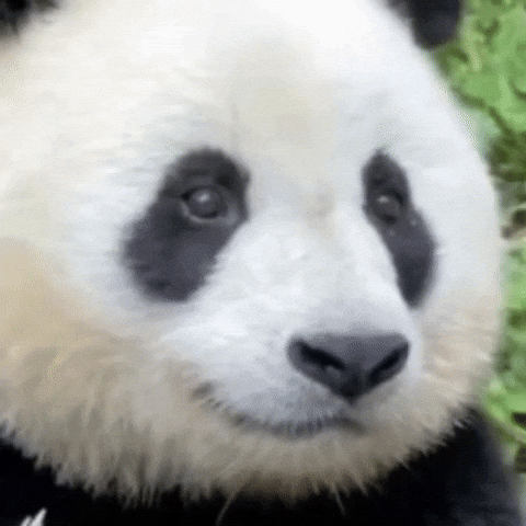 Panda GIF