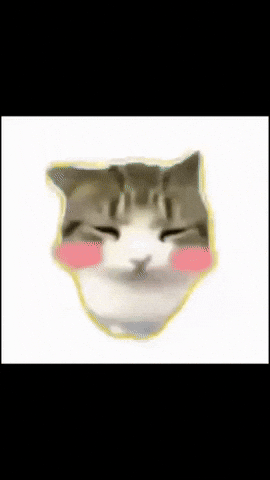 Cat Car GIF