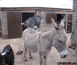 Goat GIF - Find & Share on GIPHY