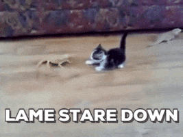 disobey funny omg cats stare down GIF