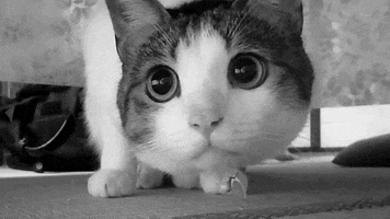 confused black and white GIF