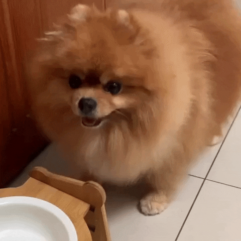 Pomeranian Eat GIF
