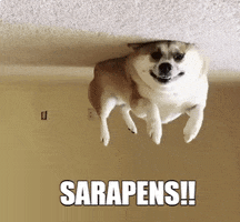 Sarapens GIF