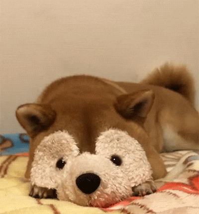 Video gif. A shiba inu dog lies on a bed facing us. It has its head down behind a teddy bear mask. The dog picks its head up, coming out from behind the mask and looks at us.