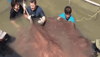 Youtubewallstreetjournaljeffcorwinsfb GIF