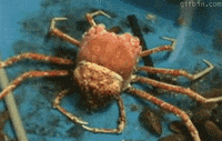 pic Japanese Spider Crab Gif spider crab gifs get the best gif on
