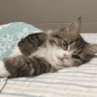 Lean Nap Gifs Get The Best Gif On Giphy