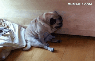 Video gif. Pug sitting up on a floor, slowly folding forward, looking sleepy, landing on his belly.
