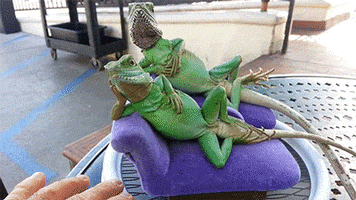 chill lizards GIF by Digg