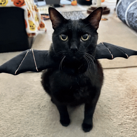 Halloween Cat GIF